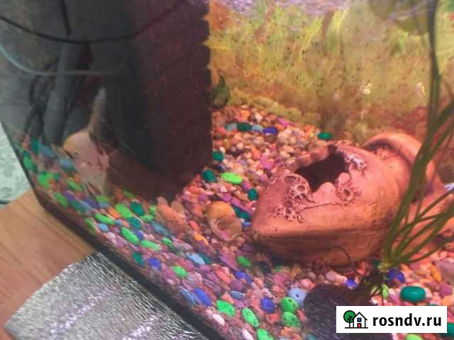 Аквариум Махачкала - изображение 1