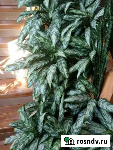 Аглаонема продолговатолиственая Тульский - изображение 1