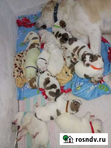 Щенки Алабаи РКФ Холмская - изображение 1