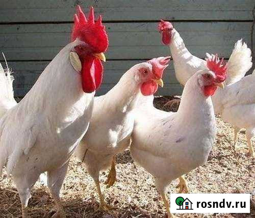 Куры цыплята бройлеры Свободный - изображение 1