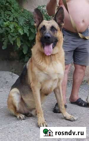 Овчарки из питомника Симферополь - изображение 1