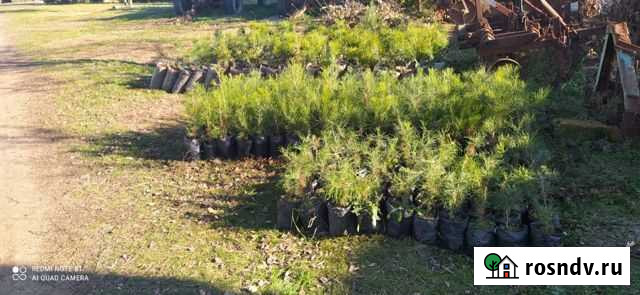 Сосна Красногвардейское - изображение 1