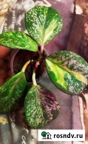 Хойя Обовата сплеш вариегата Майкоп - изображение 1