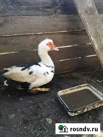 Мускусные утки Серпухов - изображение 1