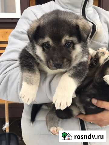 Щенки Маламут + вео Белоозёрский - изображение 1