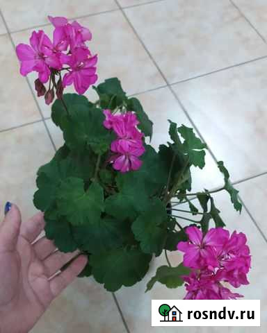 Цветы.Бильбергия. Герань.Хойя.Фикус Феодосия - изображение 1