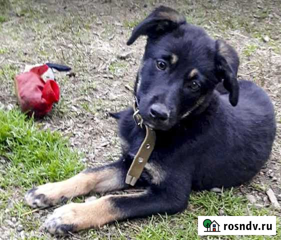 Крупная щенок-девочка Найда в дар Иркутск - изображение 1