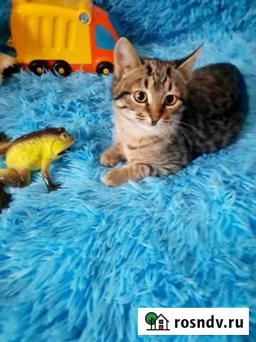 Маленькая Лиза ждёт хозяйку Тамбов - изображение 1