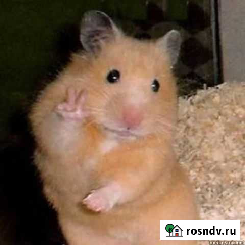 Тренер по CS:GO Нягань - изображение 1