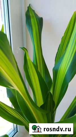 Драцена Голд Ижевск - изображение 1