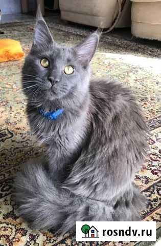 Котята Мейн-Кун Армавир - изображение 1