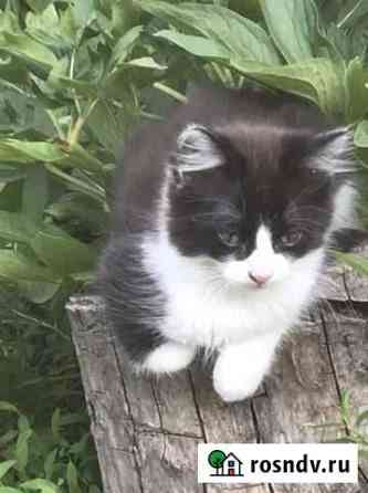 Котёнок, больше полугода Тихорецк