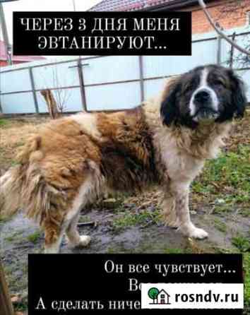 Собака. мальчик 8 лет. Хотят усыпить. Ищем дом Армавир