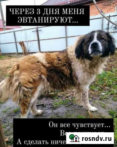 Собака. мальчик 8 лет. Хотят усыпить. Ищем дом Армавир - изображение 1