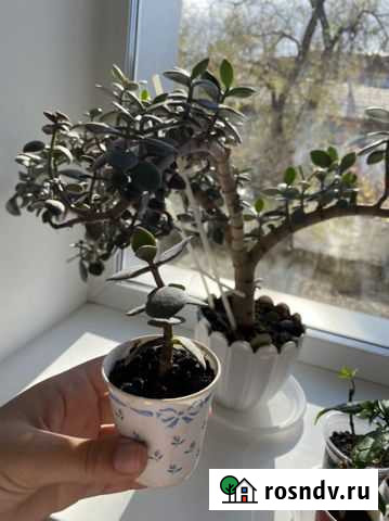 Денежное дерево (толстянка) Биробиджан - изображение 1