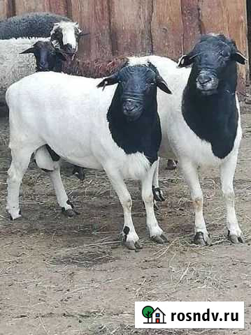 Баран на племя Михайловка - изображение 1