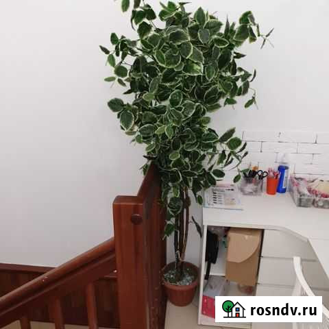 Дерево искусственное для интерьера Уфа - изображение 1