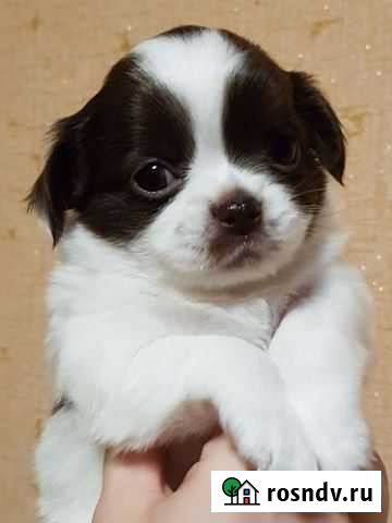 Щенки чихуахуа Мурманск - изображение 1