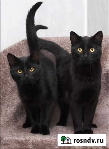 Котята в добрые руки бесплатно Белгород - изображение 1