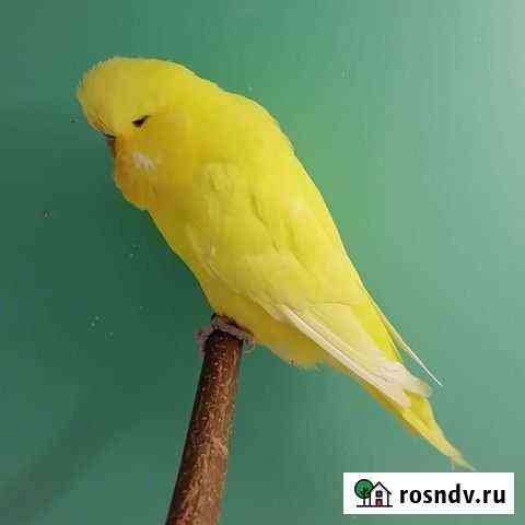 Выставочные волнистые попугайчики Чехи Казань