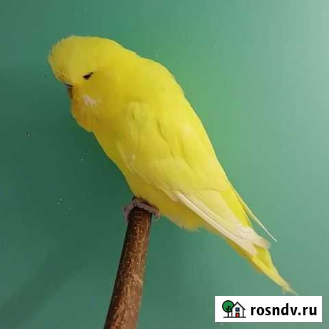 Выставочные волнистые попугайчики Чехи Казань - изображение 1