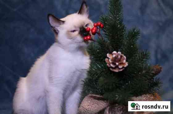 Котята Той-бобы Нижний Новгород