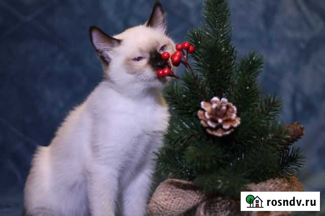 Котята Той-бобы Нижний Новгород - изображение 1