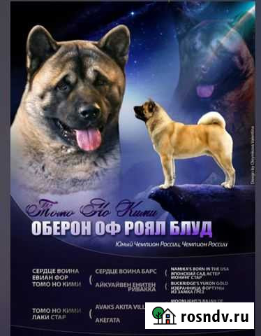 Кобель для вязки Американская Акита Кохма - изображение 1