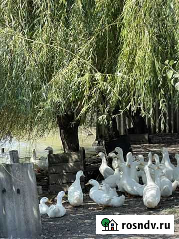 Утки Терновская - изображение 1
