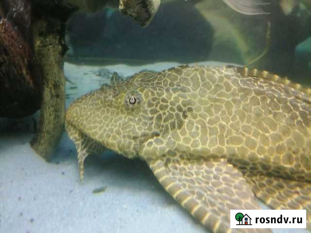 Рыба Нижний Тагил - изображение 1