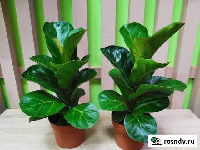 Фикус лирата Владимир - изображение 1