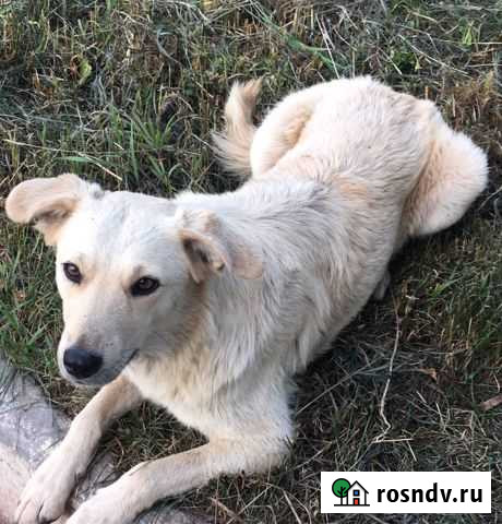 Ищем дом собачке Абдулино - изображение 1