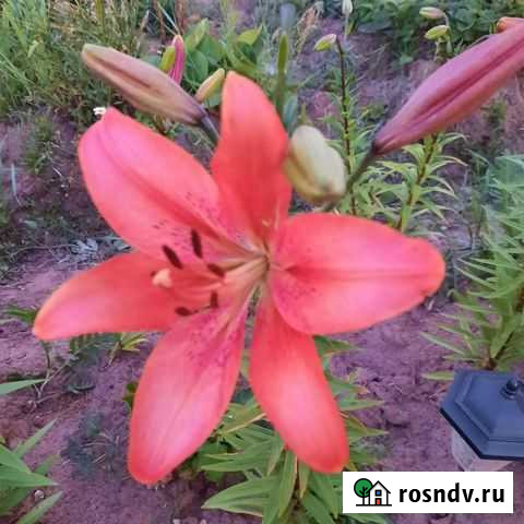 Лилия Ярославль - изображение 1