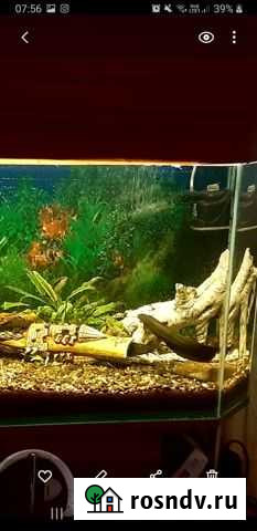 Продам или обменяю мешкожаберных сомов Тында - изображение 1