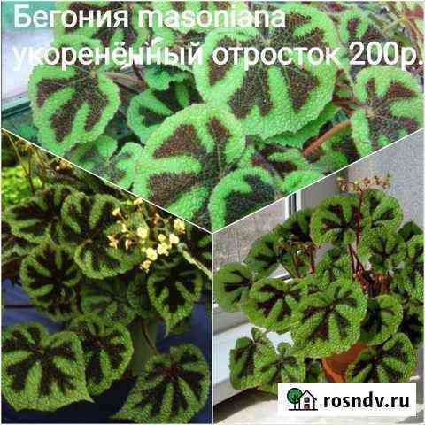 Комнатные растения Макарьев