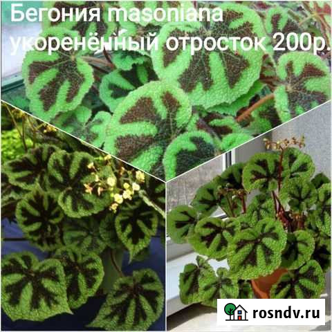 Комнатные растения Макарьев - изображение 1