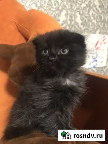 Британские котята Волгоград - изображение 1