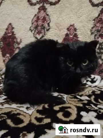 Маленькая кошечка Саранск - изображение 1