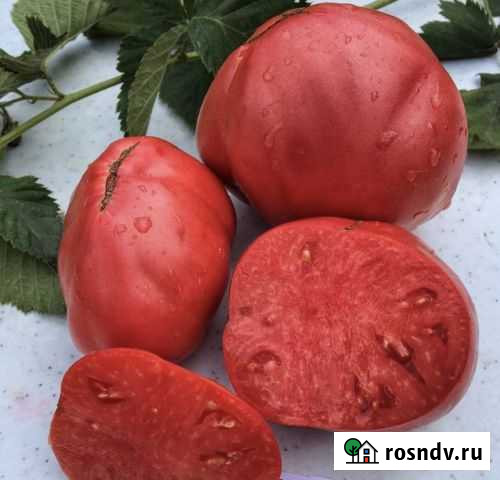 Семена коллекционных томатов Омск - изображение 1