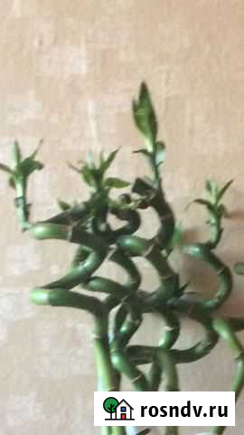 Драцена Сандера (бамбук) Вавож - изображение 1