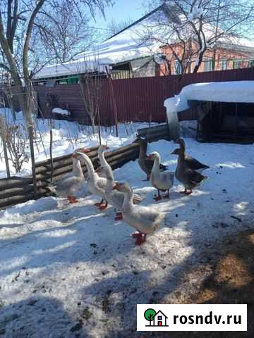 Гуси Лабинск - изображение 1