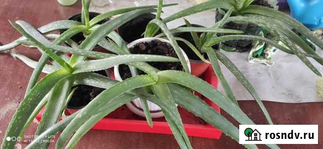 Алоэ лечебный Черноморский - изображение 1