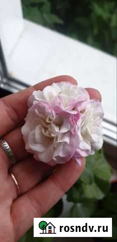 Комнатные цветы Борское - изображение 1