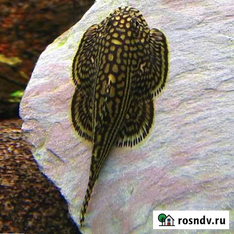 Севилья псевдоскат Подольск - изображение 1