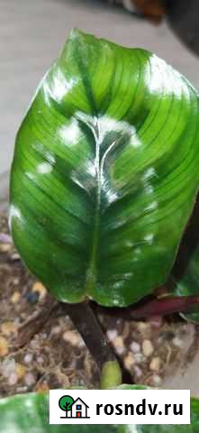 Калатея фасциата Тула - изображение 1