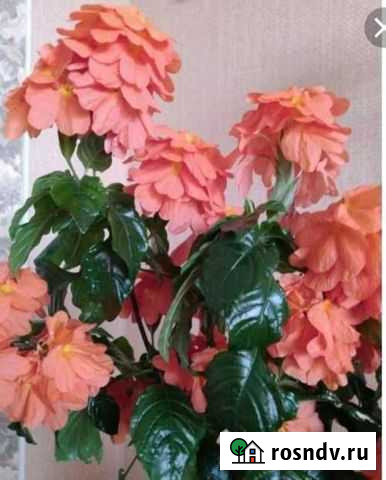 Комнатные растения Югорск - изображение 1