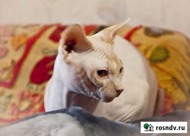 Кот вязка канадский сфинкс Белгород - изображение 1