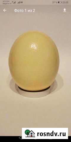 Страусиное яйцо(пустое) Ульяновск - изображение 1