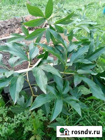 Пион розовый Кострома - изображение 1