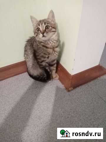 Дарю котенка Усолье-Сибирское - изображение 1